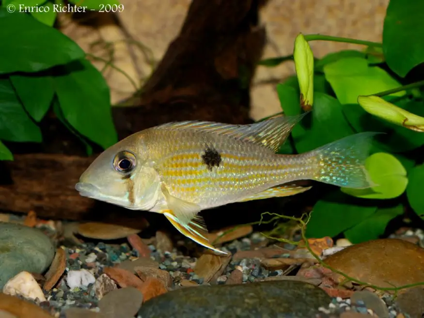 Geophagus taeniopareius photo