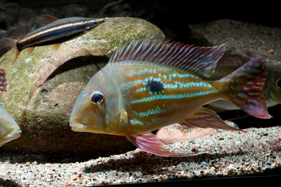 Geophagus winemilleri photo