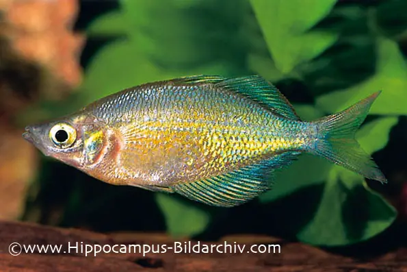 Glossolepis wanamensis photo