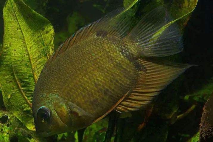 Heros efasciatus photo