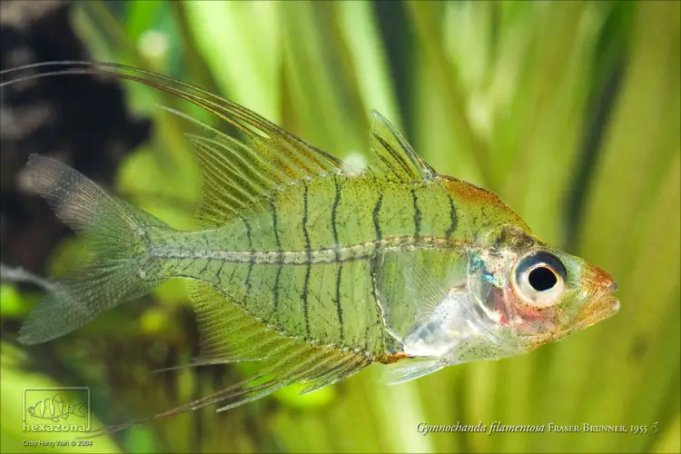 Gymnochanda filamentosa photo