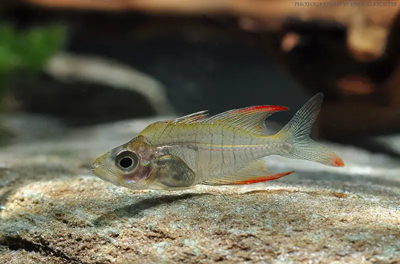 Gymnochanda verae photo