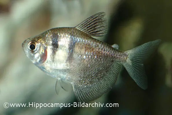 Gymnocorymbus ternetzi photo