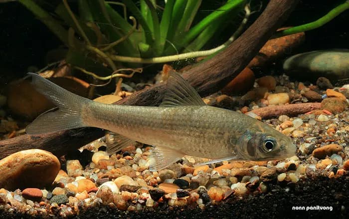 Gymnostomus lineatus photo