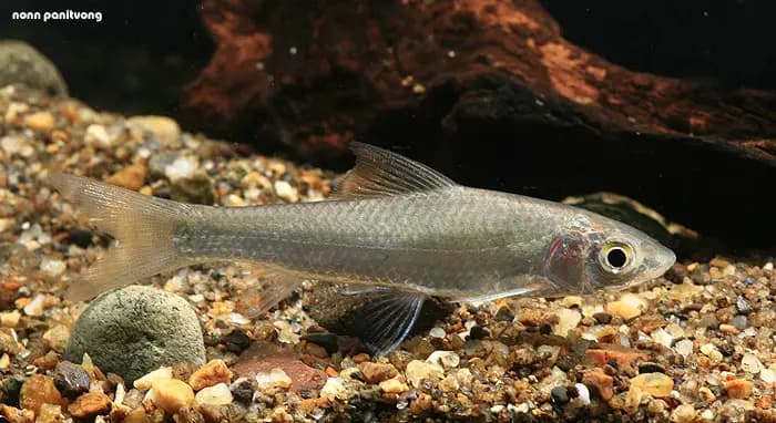 Gymnostomus lobatus photo