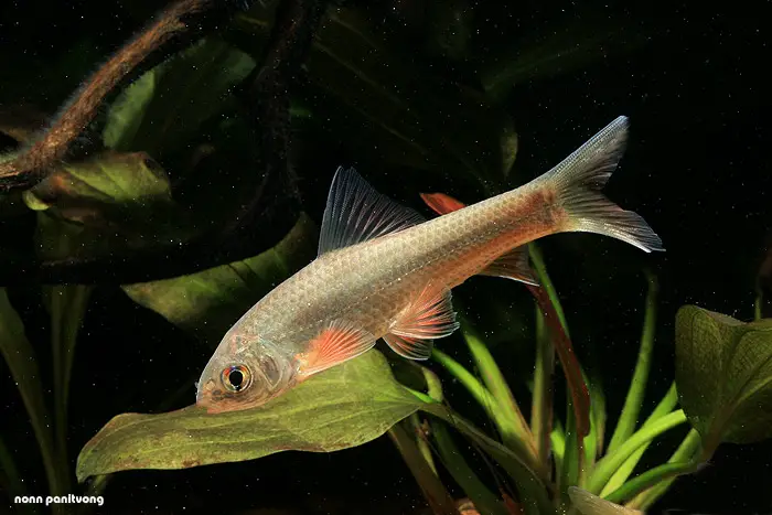 Gymnostomus ornatapinnis photo
