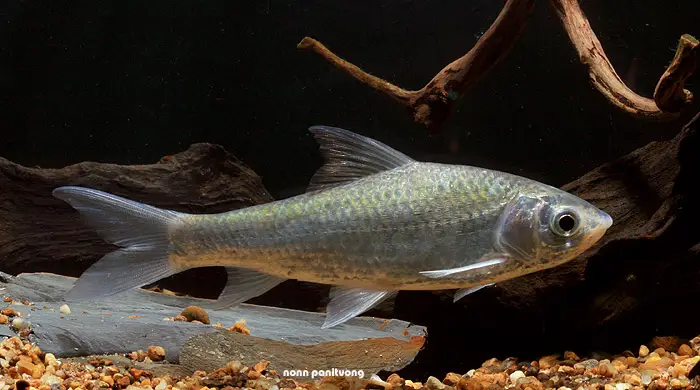 Gymnostomus siamensis photo