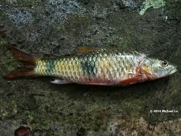 Hampala bimaculata photo