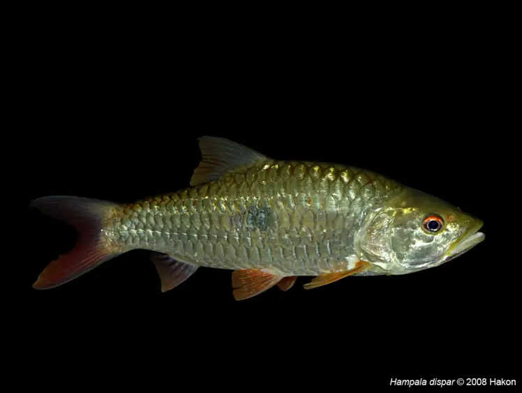 Hampala dispar photo