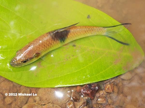 Hampala sabana photo