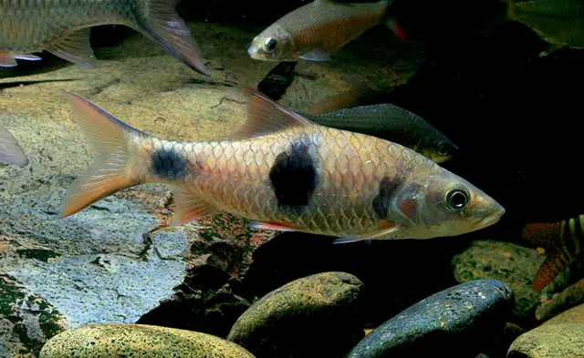 Hampala salweenensis photo