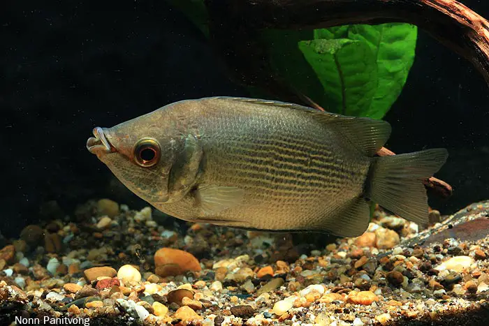 Helostoma temminkii photo