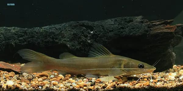 Hemibagrus spilopterus photo