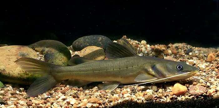 Hemibagrus peguensis photo