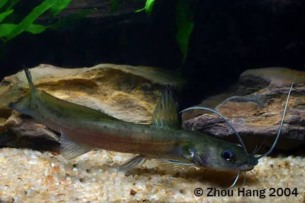 Hemibagrus macropterus photo