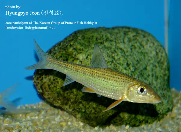 Hemibarbus longirostris photo