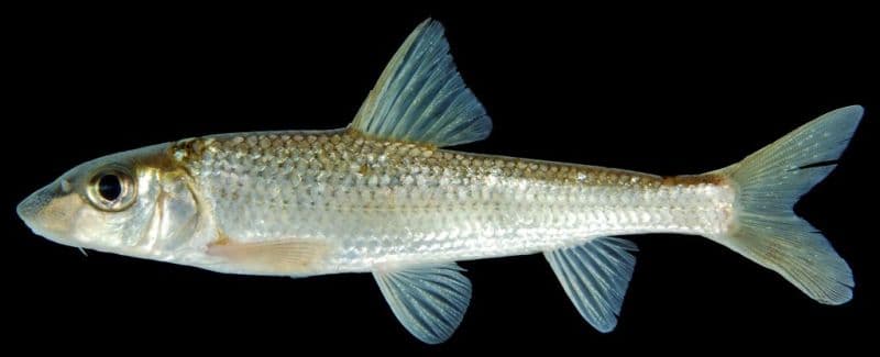 Hemibarbus maculatus photo