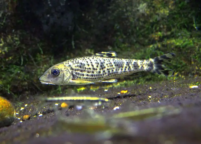 Hemibarbus mylodon photo