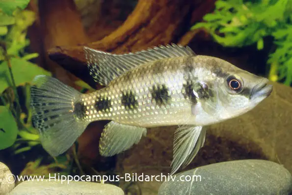 Hemichromis elongatus photo