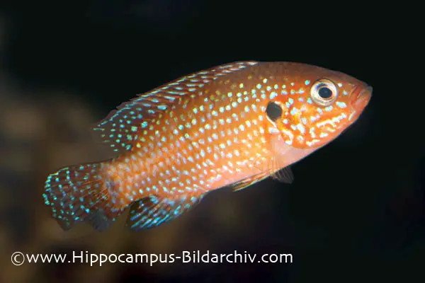 Hemichromis lifalili photo