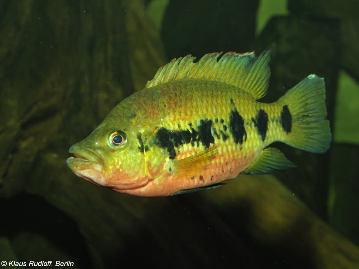 Hemichromis frempongi photo