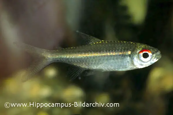 Hemigrammus belottii photo
