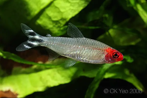 Hemigrammus bleheri photo