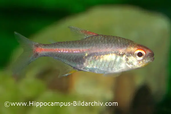 Hemigrammus erythrozonus photo