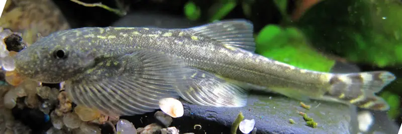 Hemimyzon formosanus photo