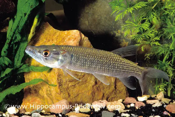 Hepsetus odoe photo