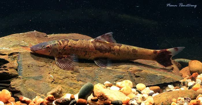 Homaloptera confuzona photo