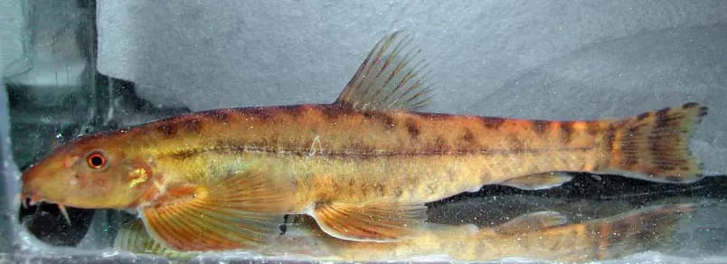 Homalopterula gymnogaster photo