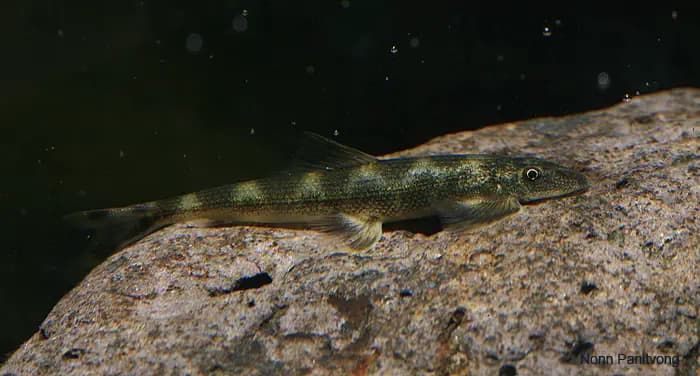 Pseudohomaloptera leonardi photo