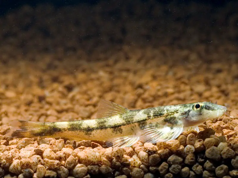 Homalopteroides nebulosus photo