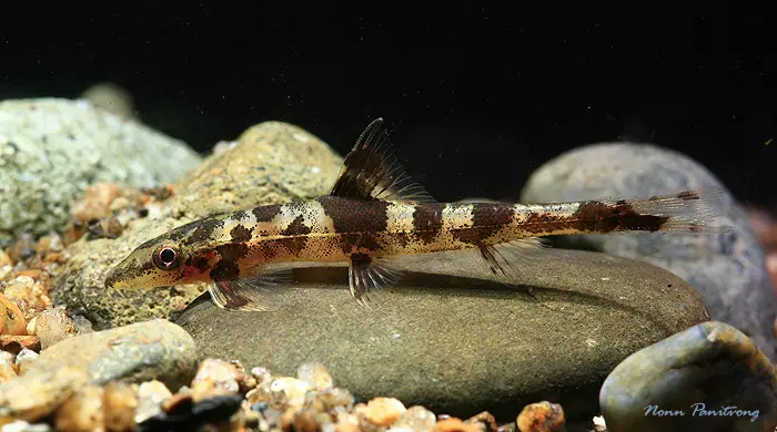 Homaloptera ogilviei photo