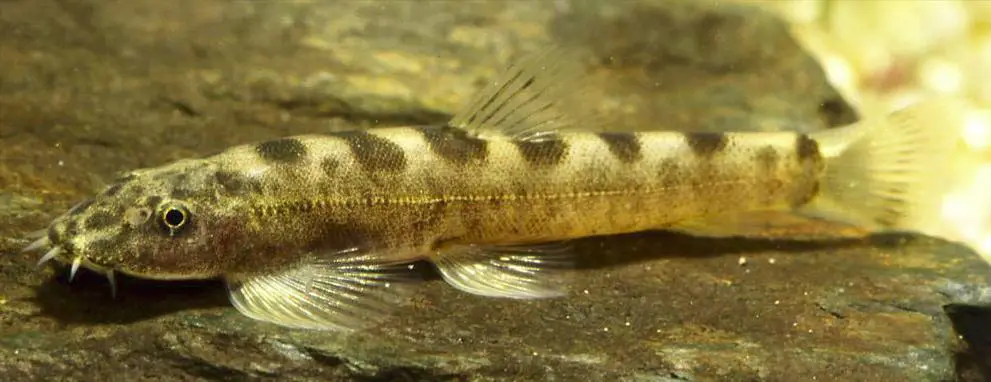 Homalopterula ripleyi photo