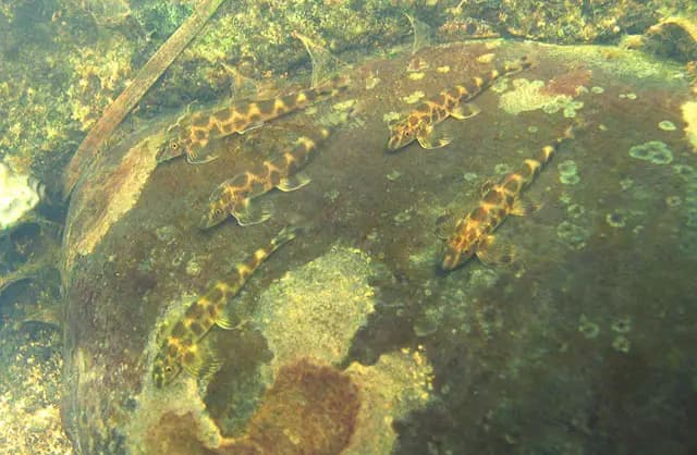 Pseudohomaloptera sexmaculata photo