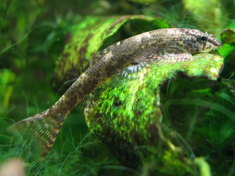 Homalopteroides smithi photo