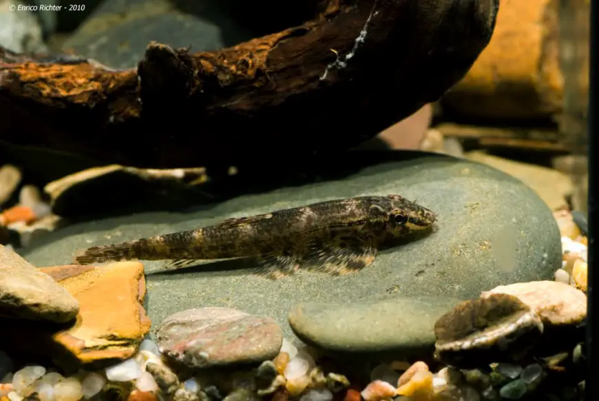Homalopteroides tweediei photo