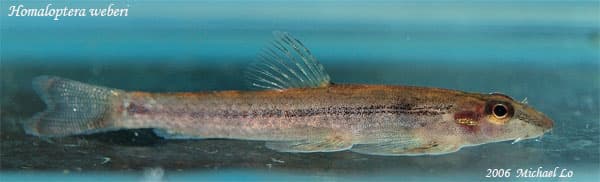 Homalopteroides weberi photo