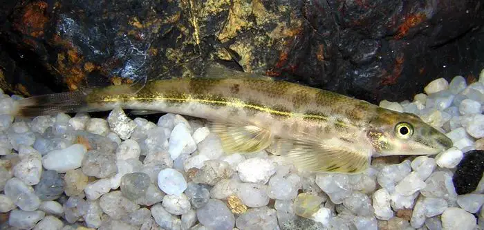 Homalopteroides stephensoni photo