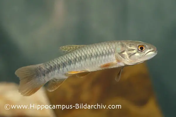 Hoplerythrinus unitaeniatus photo