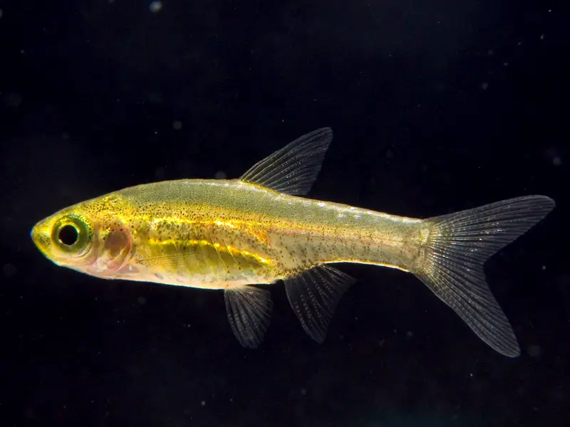 Horadandia atukorali photo