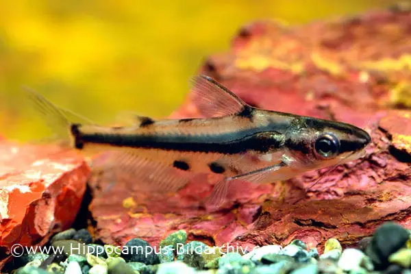 Hyalobagrus flavus photo