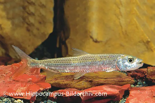 Hydrocynus vittatus photo