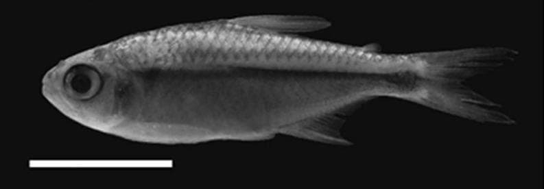 Hyphessobrycon acaciae photo