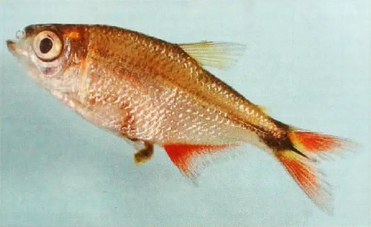 Hyphessobrycon auca photo