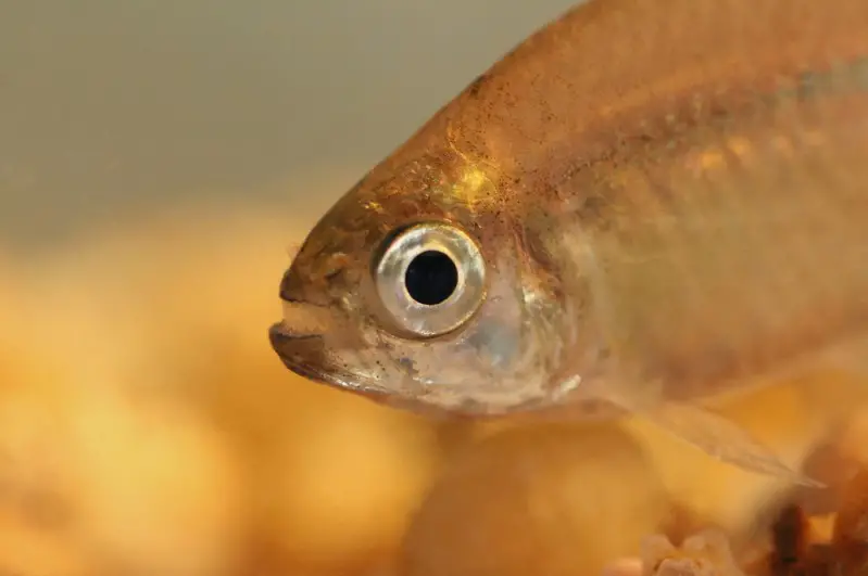 Hyphessobrycon balbus photo