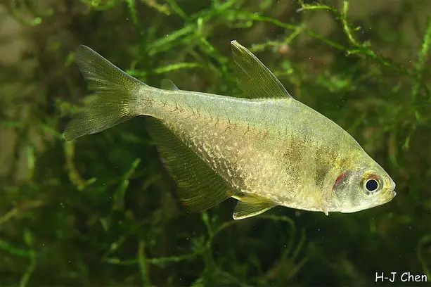 Hyphessobrycon bifasciatus photo