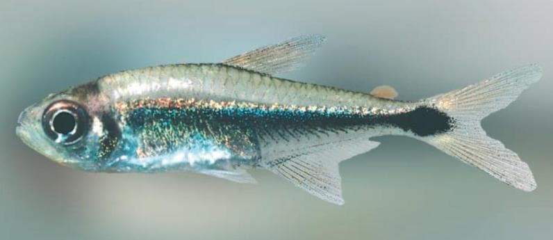 Hyphessobrycon borealis photo